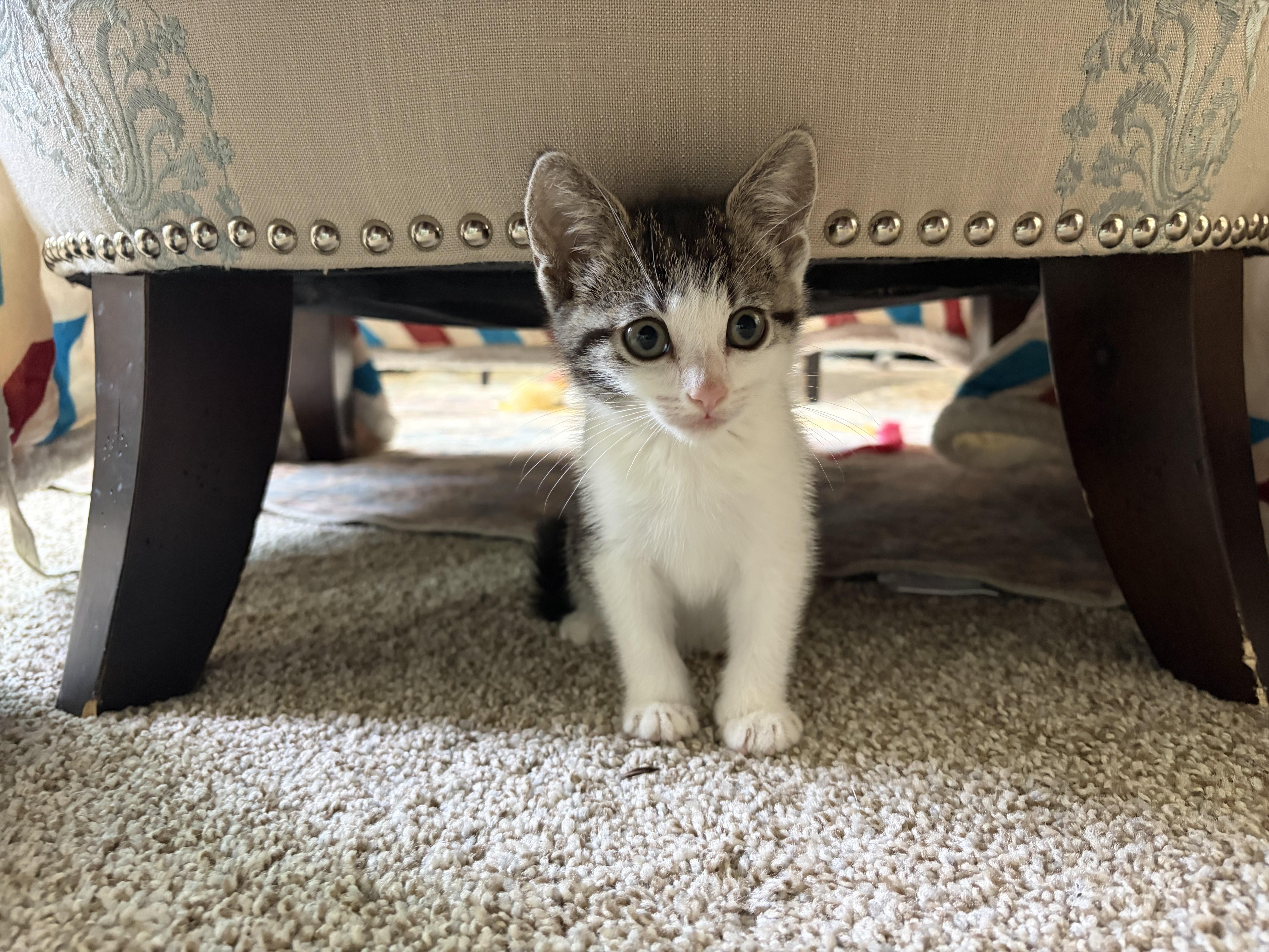 Enlarge Phoebe, a Adoptable Domestic Short Hair in Long Beach, CA image 2/3
