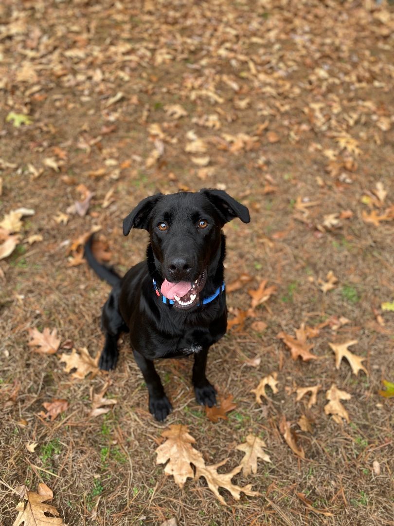 Bondai, a Adopted mixed breed in Hudson, MA image 1/3