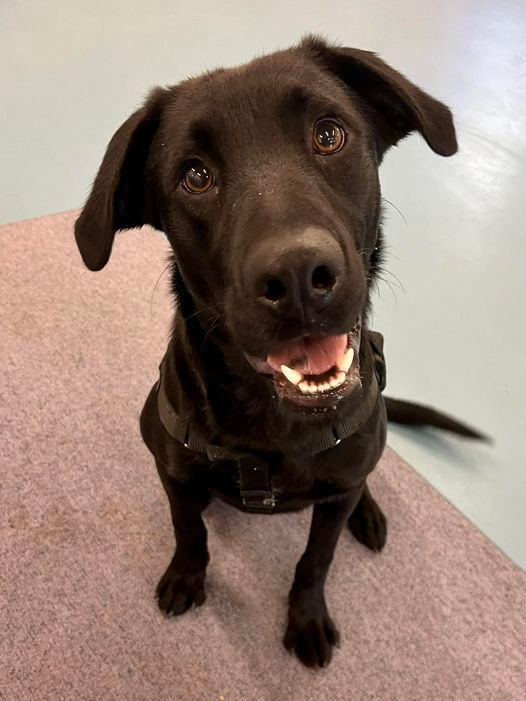 Bondai, a Adopted mixed breed in Hudson, MA image 2/3