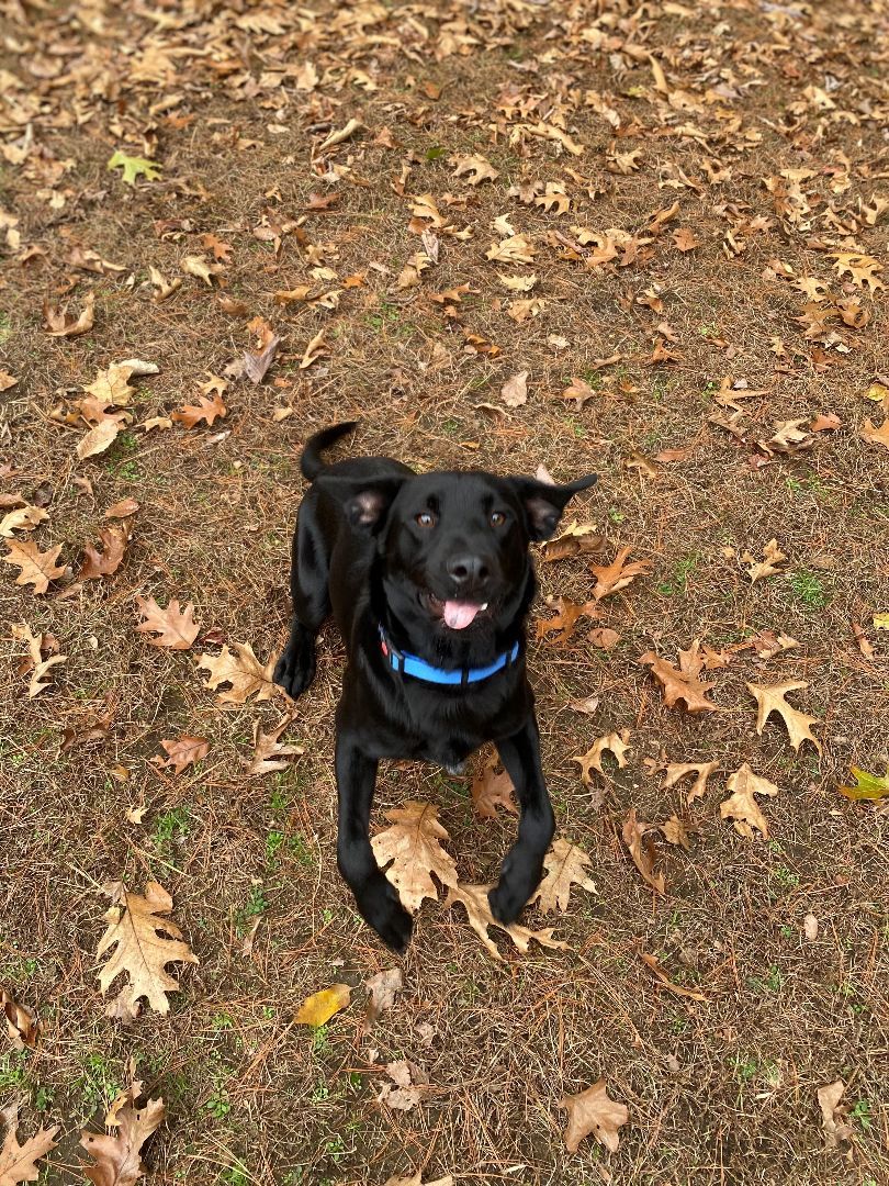 Bondai, a Adopted mixed breed in Hudson, MA image 3/3