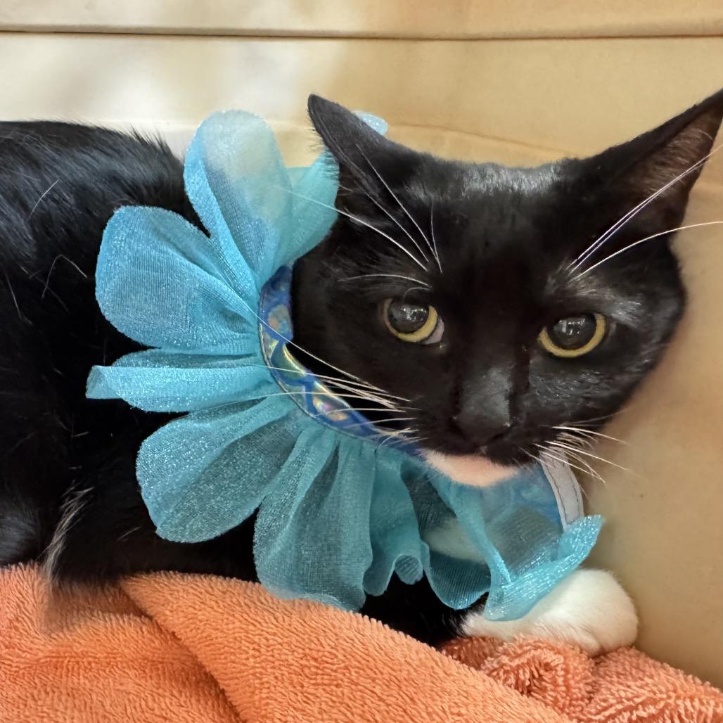 Ella, Adoptable, Adult Female Domestic Short Hair.