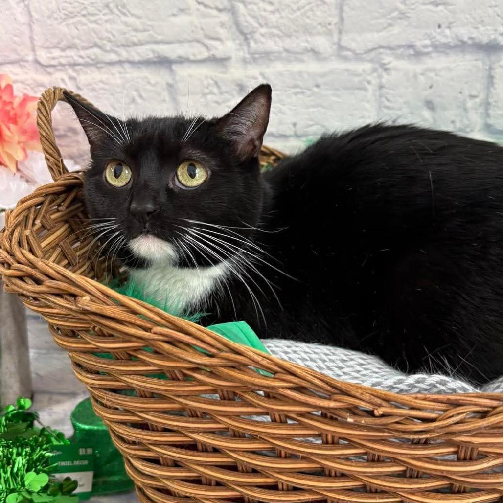 Enlarge Ella, a Adoptable mixed breed in Harrisonburg, VA image 2/5