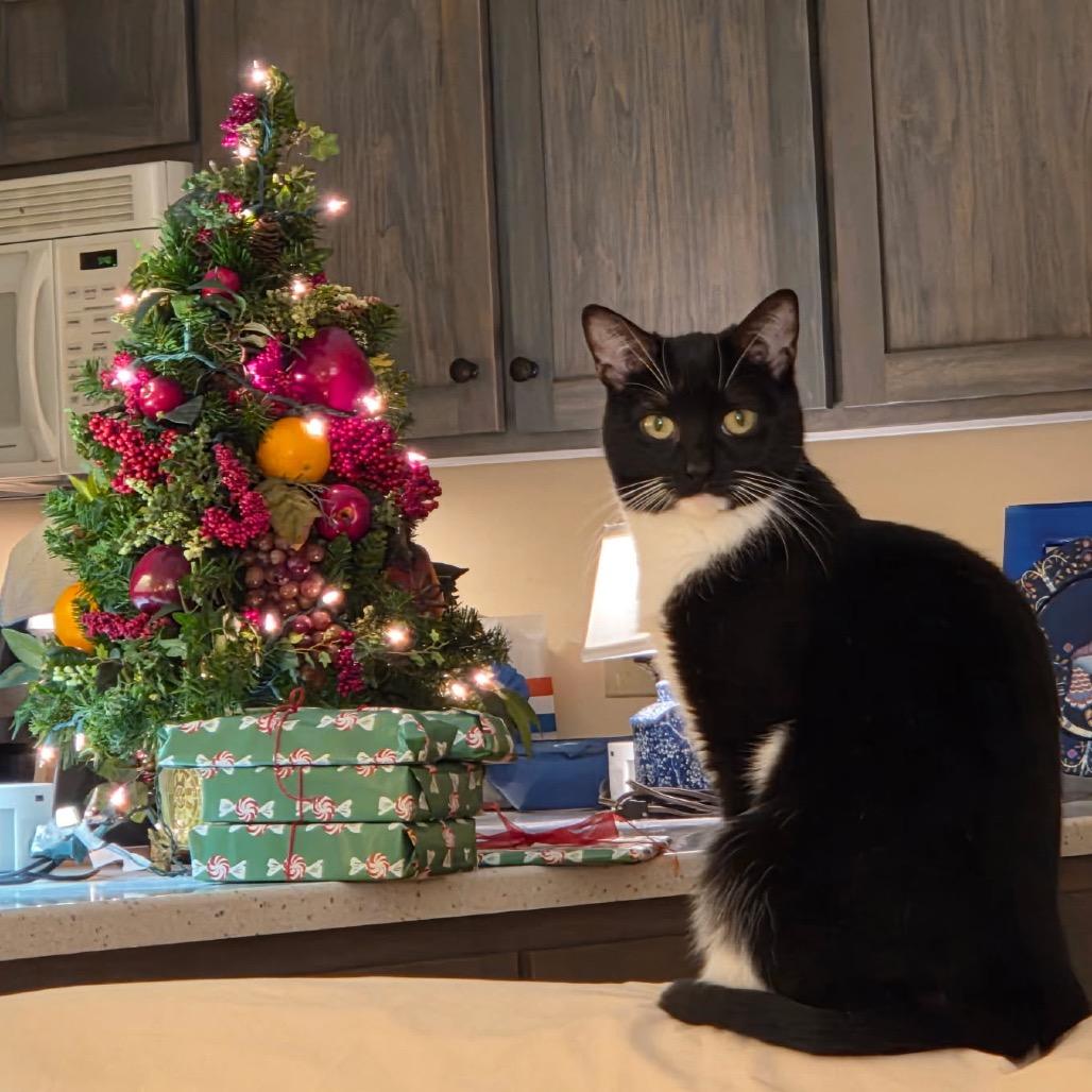 Enlarge Ella, a Adoptable mixed breed in Harrisonburg, VA image 3/5