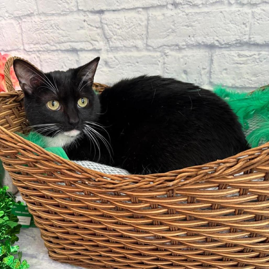 Enlarge Ella, a Adoptable mixed breed in Harrisonburg, VA image 4/5