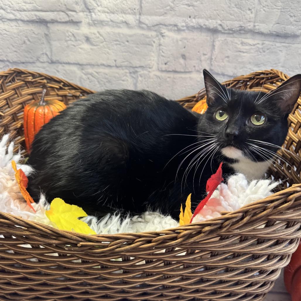 Enlarge Ella, a Adoptable mixed breed in Harrisonburg, VA image 2/2