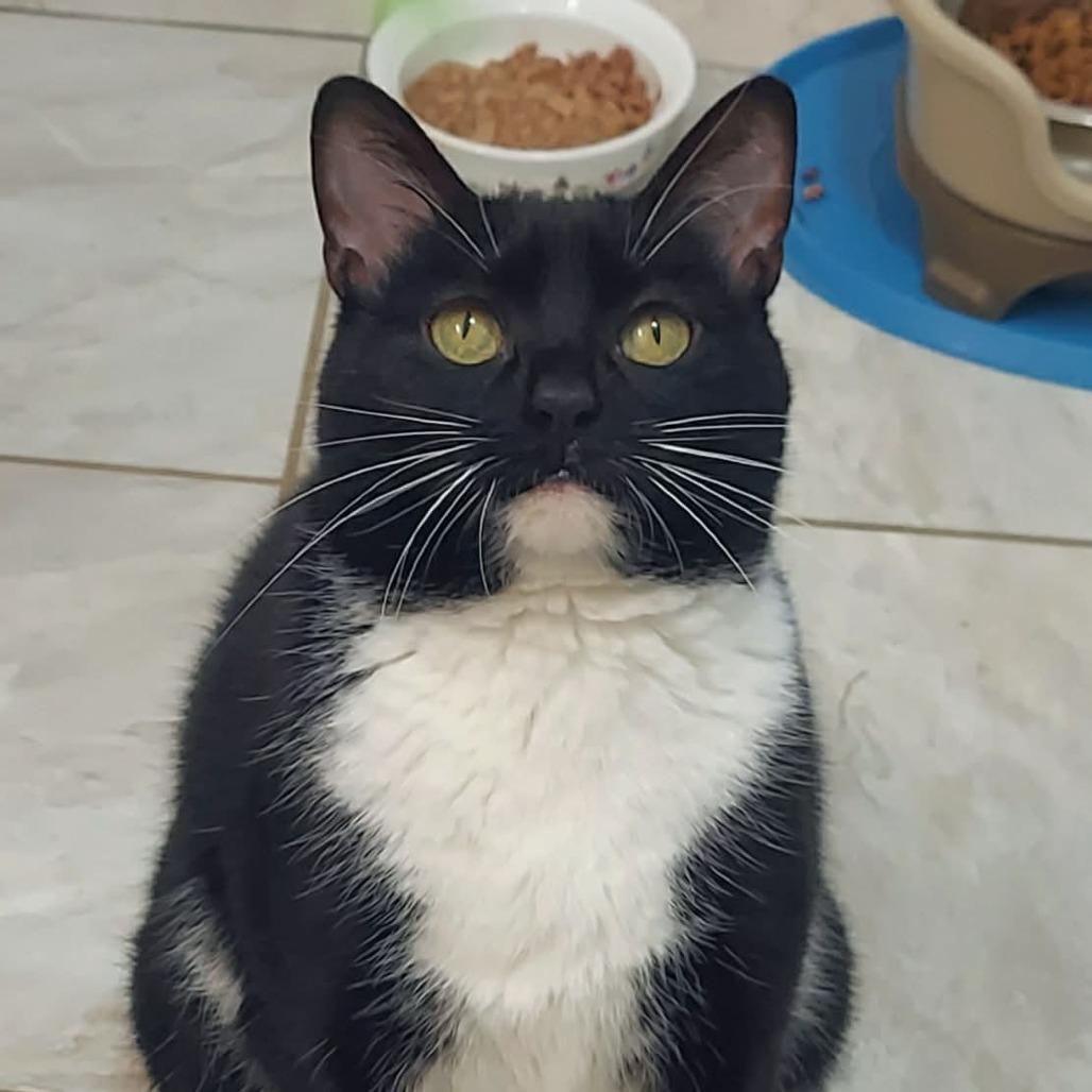 Enlarge Ella, a Adoptable mixed breed in Harrisonburg, VA image 6/6