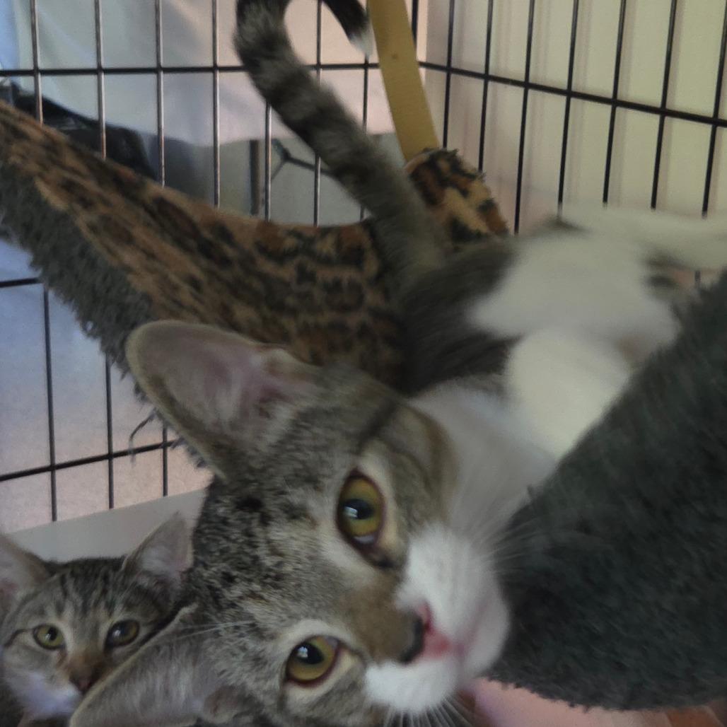 Enlarge Tippy, a Adoptable Domestic Short Hair in Jessup, MD image 1/2