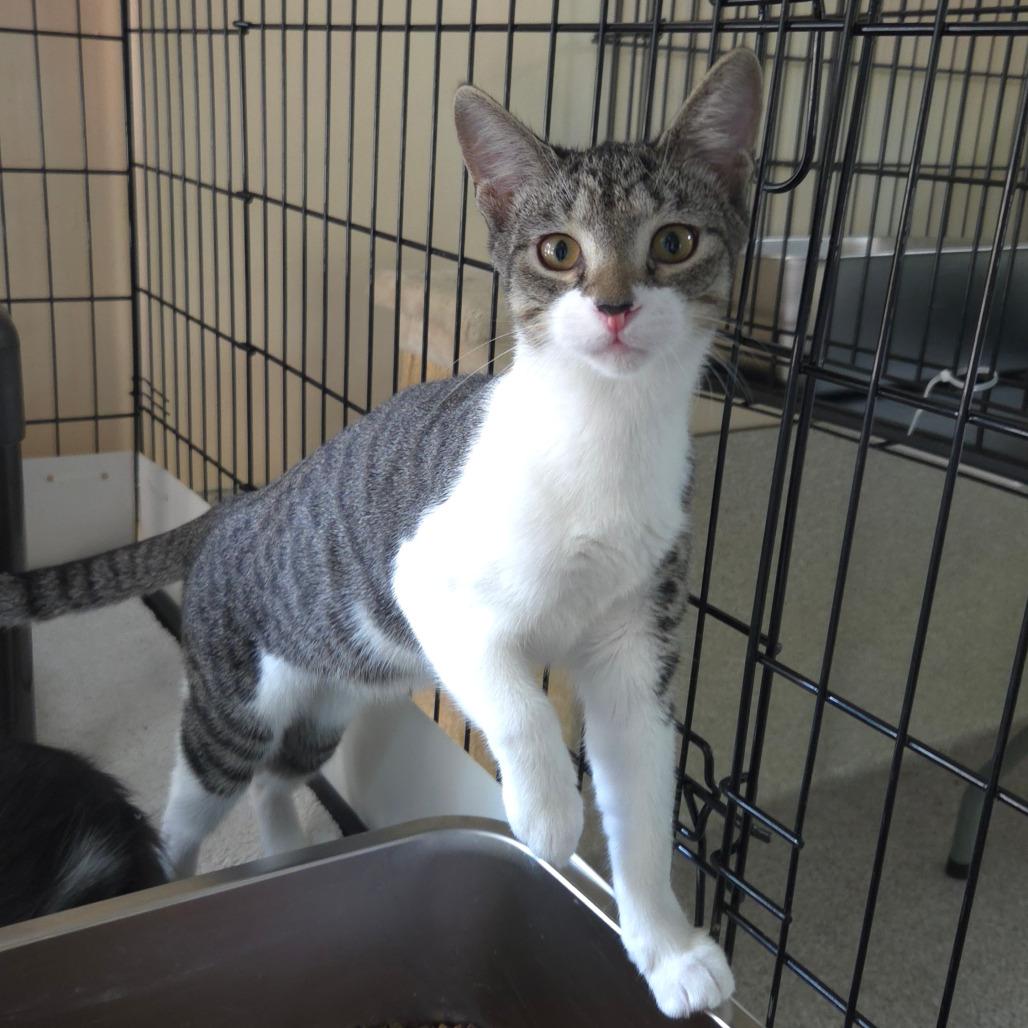 Enlarge Tippy, a Adoptable Domestic Short Hair in Jessup, MD image 2/2