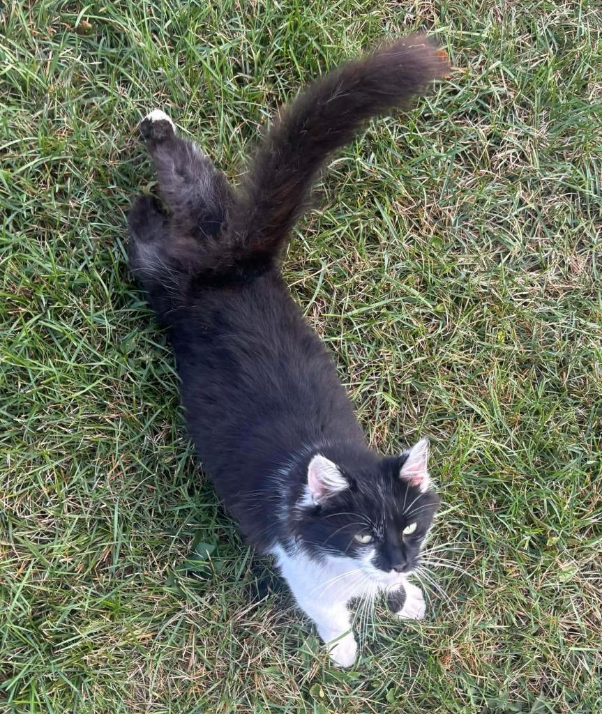Cleopatra, Adoptable, Young Female Domestic Medium Hair.