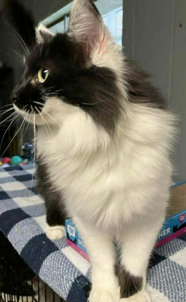 Cleopatra, a Adoptable mixed breed in Warren, MI image 2/6