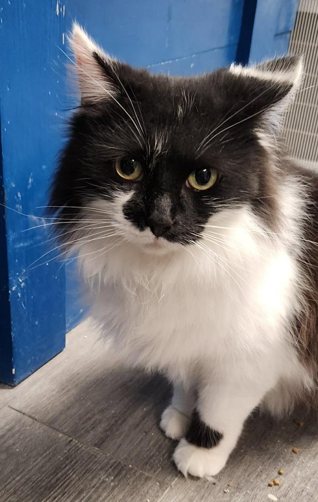 Cleopatra, a Adoptable mixed breed in Warren, MI image 4/6