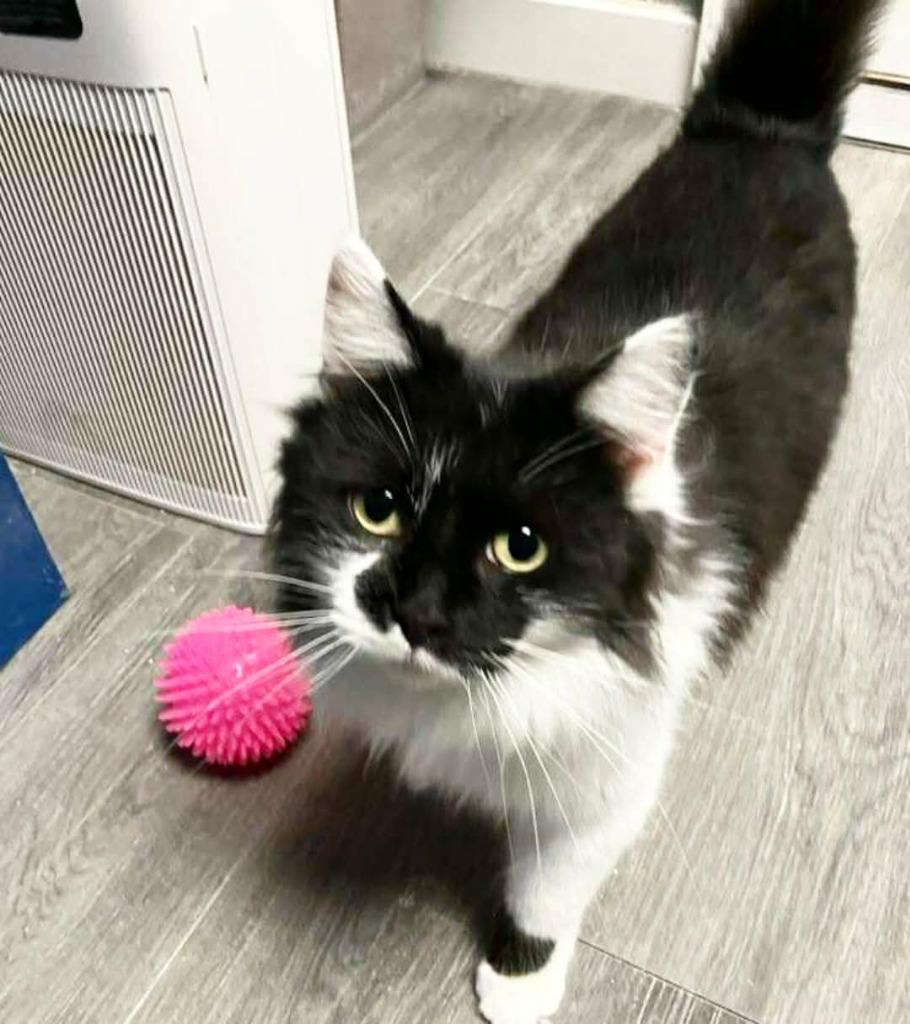 Cleopatra, a Adoptable mixed breed in Warren, MI image 6/6