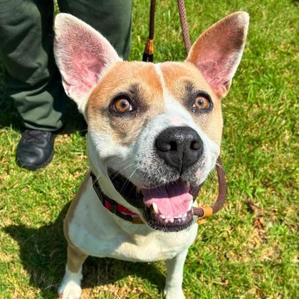 Iowa, Adoptable, Adult Female Terrier & Mixed Breed.