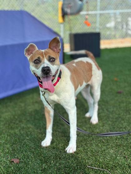 Enlarge Iowa, a Adoptable mixed breed in Gastonia, NC image 2/3
