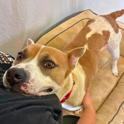 Enlarge Iowa, a Adoptable mixed breed in Gastonia, NC image 3/3