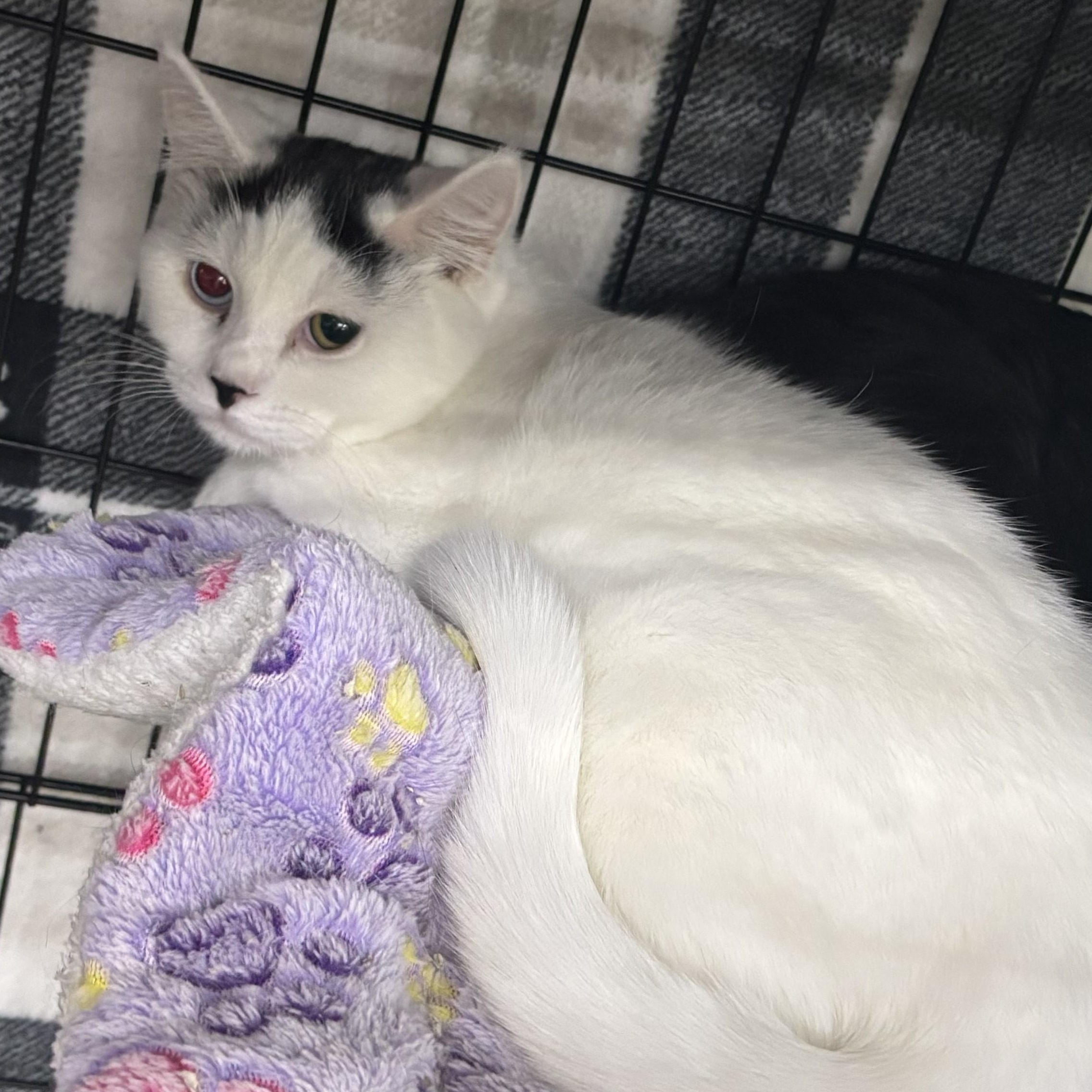 Enlarge Milli, a Adopted Domestic Short Hair in Allison Park, PA image 1/1