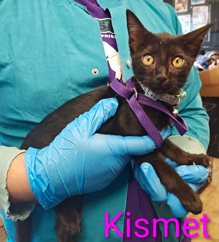 Kismet, Adoptable, Kitten Female Domestic Short Hair.