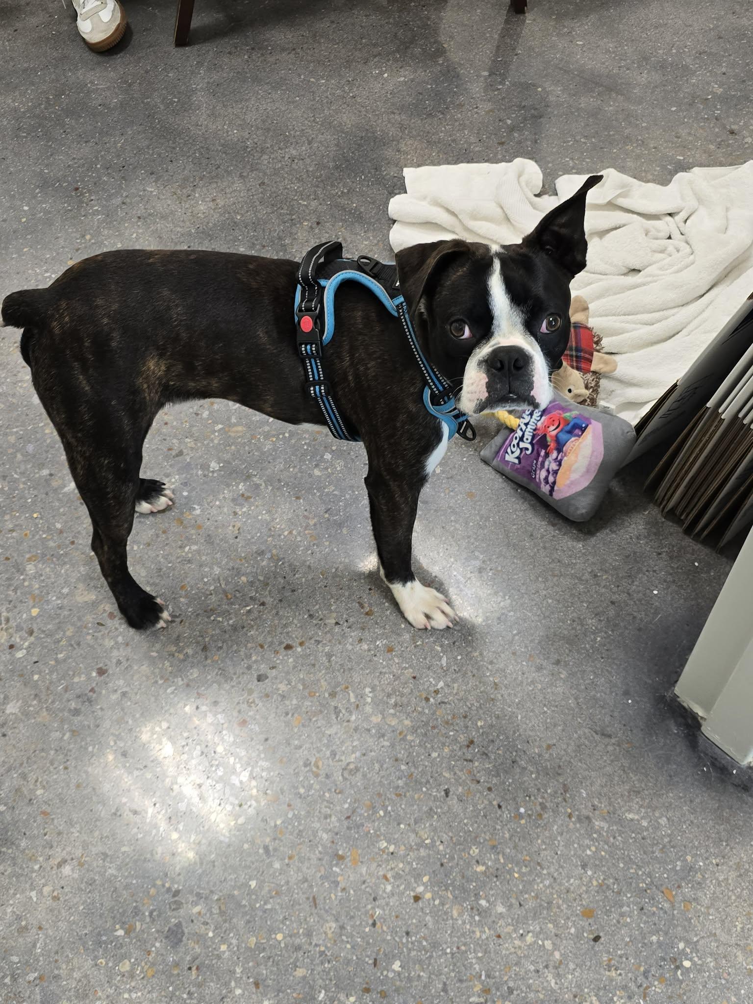 Enlarge Bodhi, a ADOPTABLE Boston Terrier in Tylertown, MS image 2/2