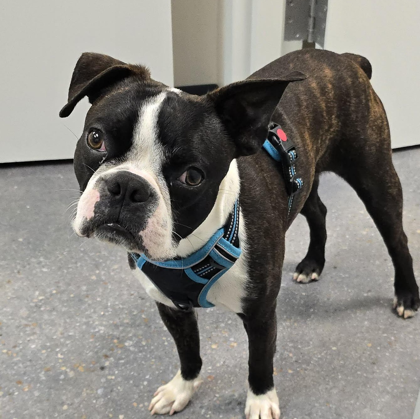 Bodhi, ADOPTABLE, Adult Male Boston Terrier.