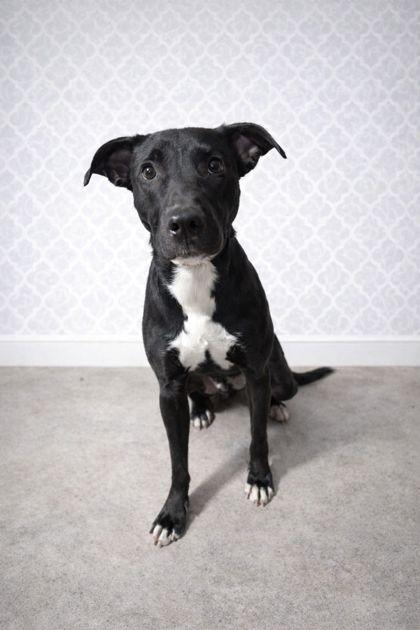 Enlarge Duke, a Adoptable mixed breed in Jackson, GA image 1/2