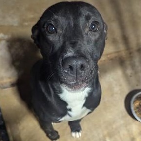 Duke, Adoptable, Young Male Pit Bull Terrier & Black Labrador Retriever.