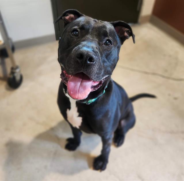 ACE, Adoptable, Adult Male Pit Bull Terrier & Mixed Breed.