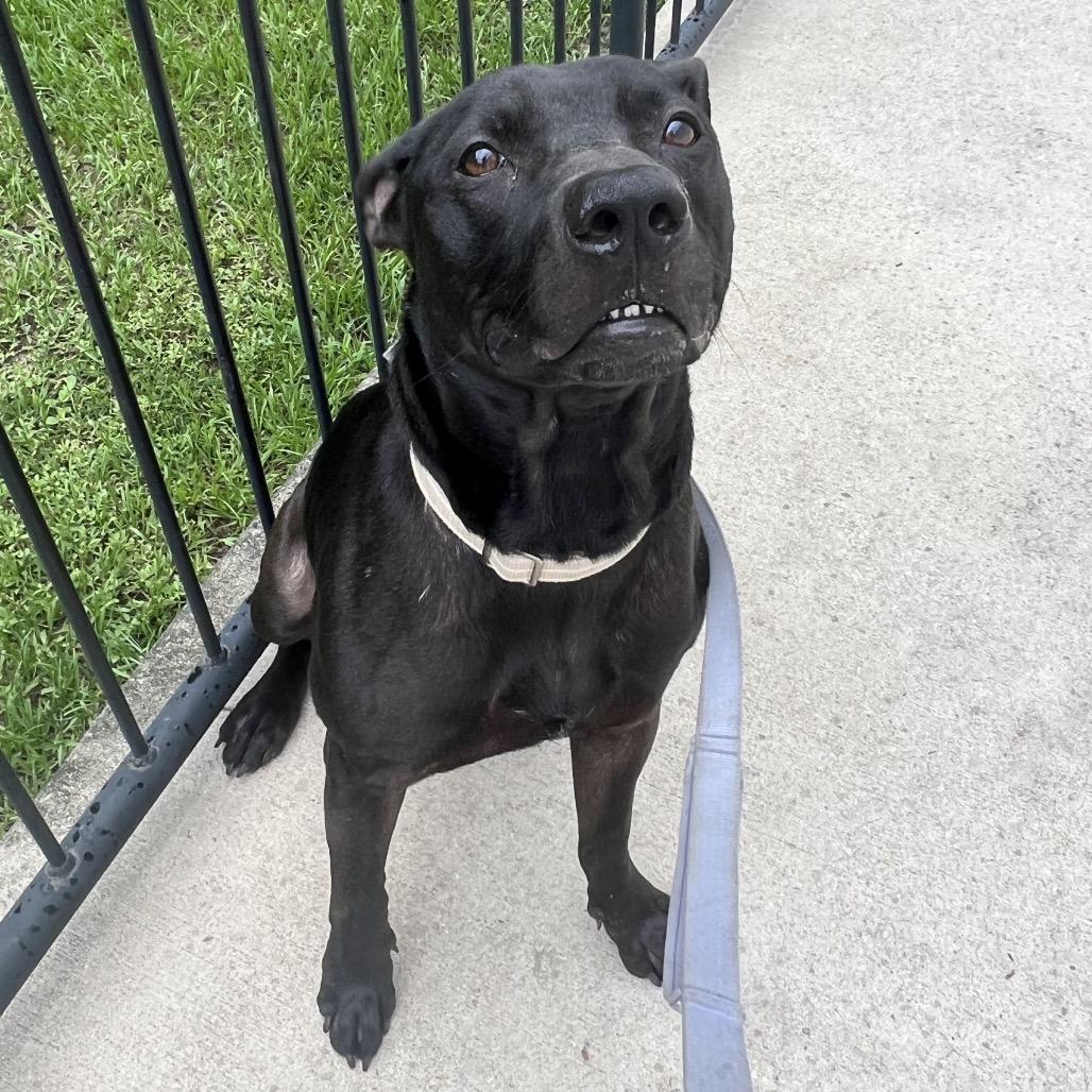 Fezco, a Adoptable Mixed Breed in Jacksonville, FL image 2/4