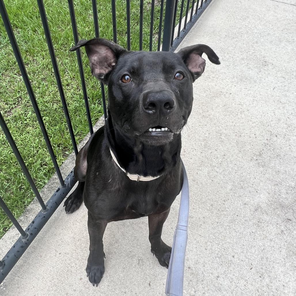 Fezco, a Adoptable Mixed Breed in Jacksonville, FL image 4/4