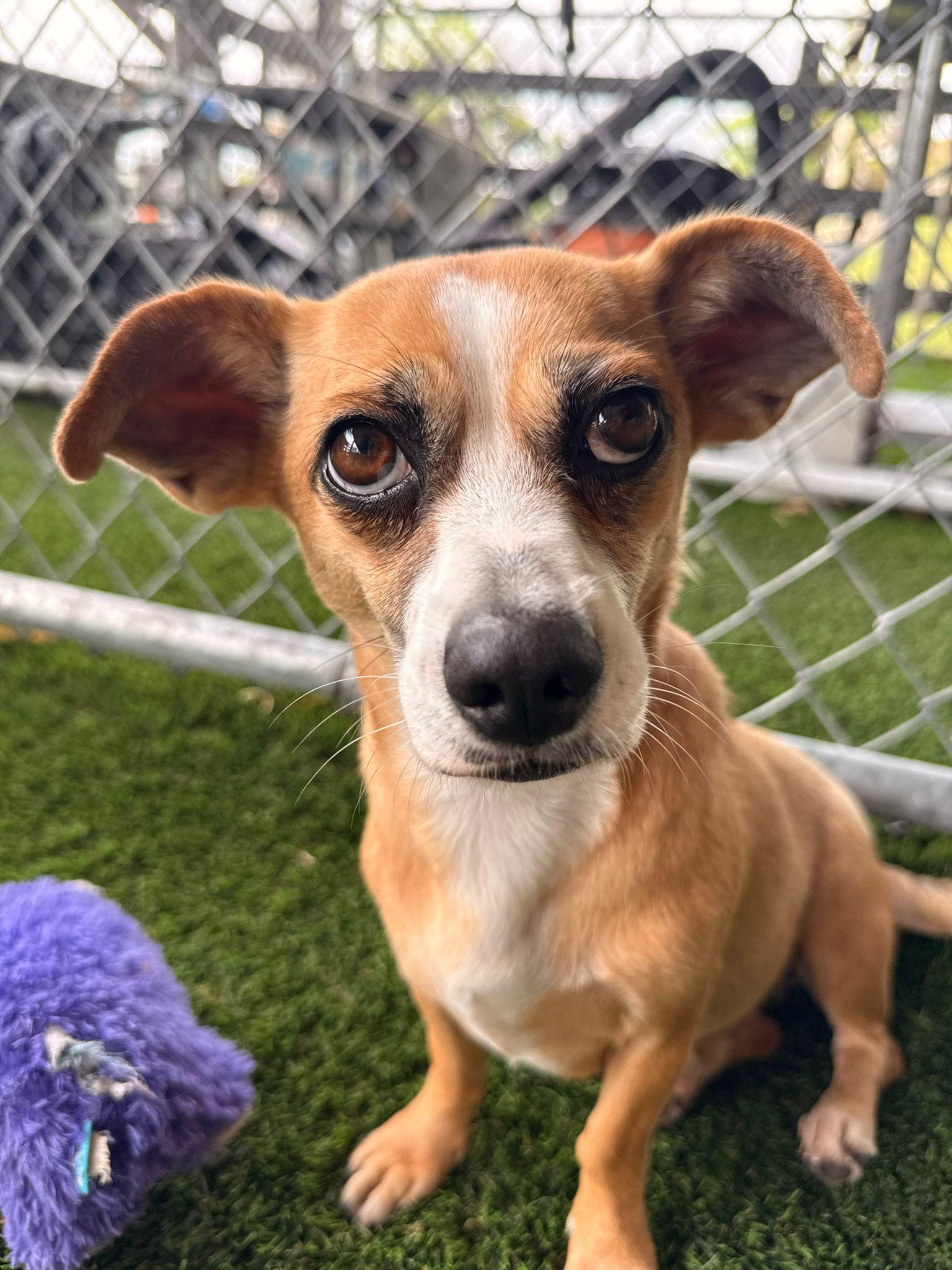 Enlarge luna, a ADOPTABLE Mixed Breed in Morristown, NJ image 3/5