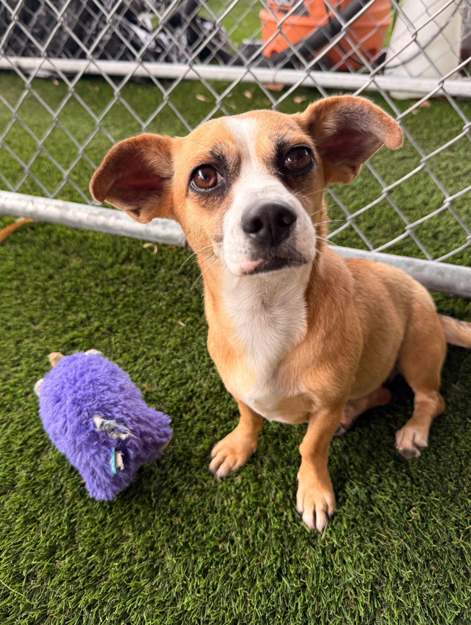 Enlarge luna, a ADOPTABLE Mixed Breed in Morristown, NJ image 4/5