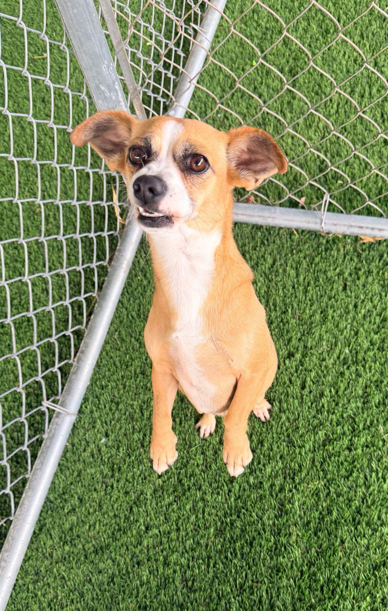 Enlarge luna, a ADOPTABLE Mixed Breed in Morristown, NJ image 5/5
