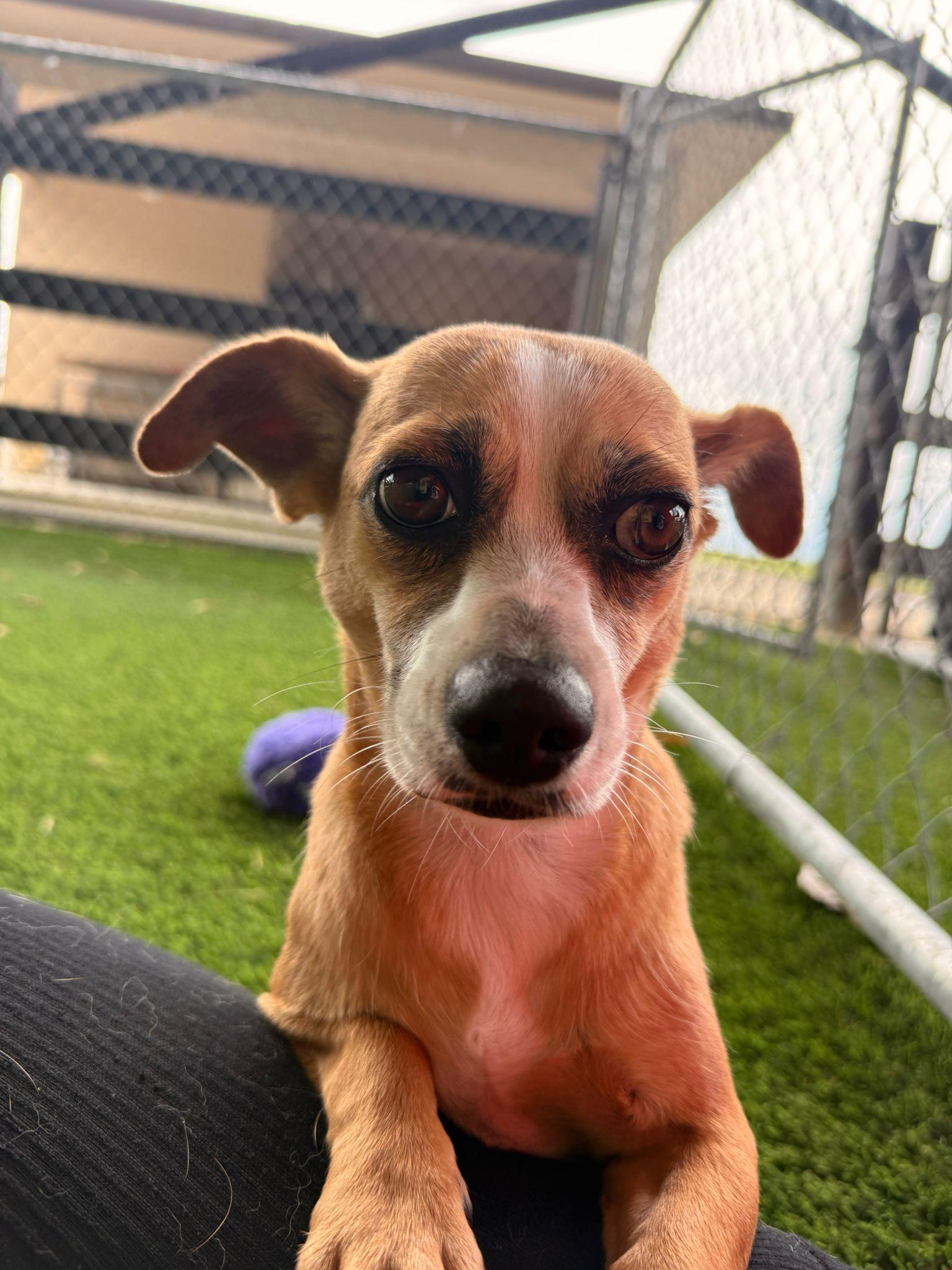 Enlarge luna, a ADOPTABLE Mixed Breed in Morristown, NJ image 1/5