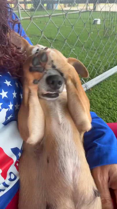 Enlarge luna, a ADOPTABLE Mixed Breed in Morristown, NJ video 2/5