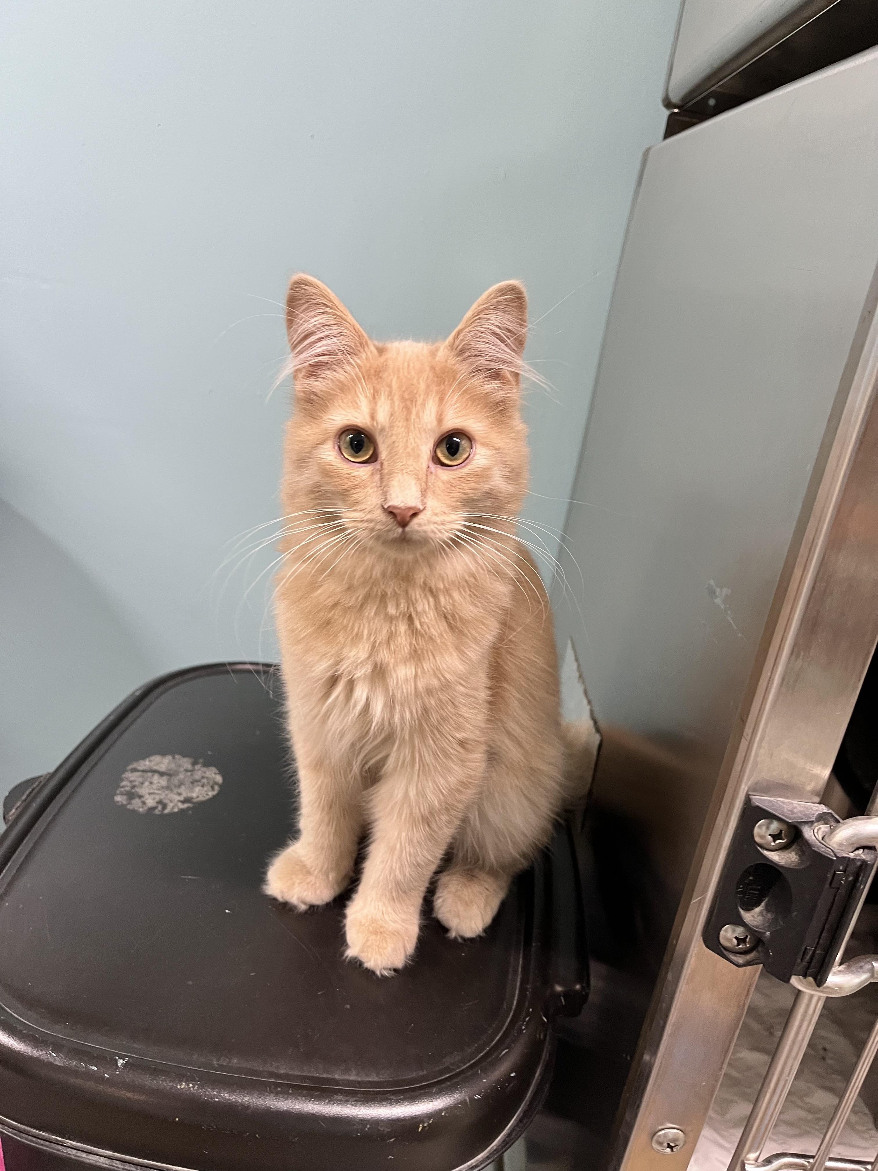 Marvin, an adoptable Domestic Long Hair in Jamestown, ND, 58402 | Photo Image 1