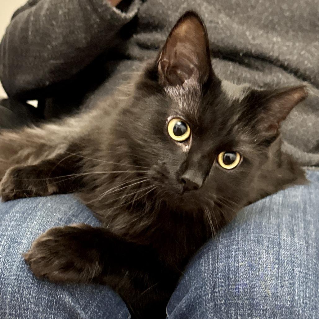 Vegemite, Adoptable, Young Male Domestic Long Hair.