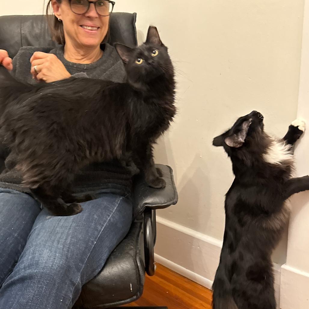 Enlarge Vegemite, a Adoptable Domestic Long Hair in Richmond, VA image 2/5