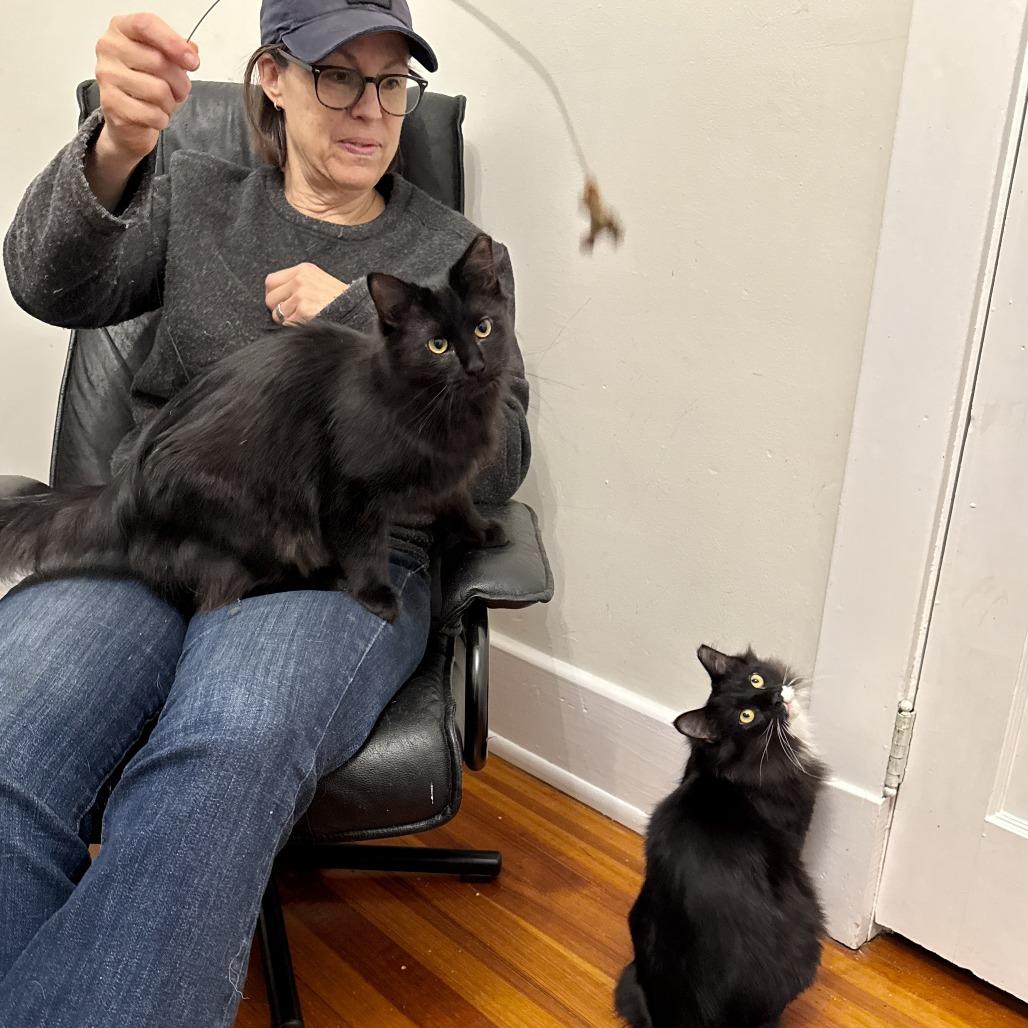 Enlarge Vegemite, a Adoptable Domestic Long Hair in Richmond, VA image 4/5