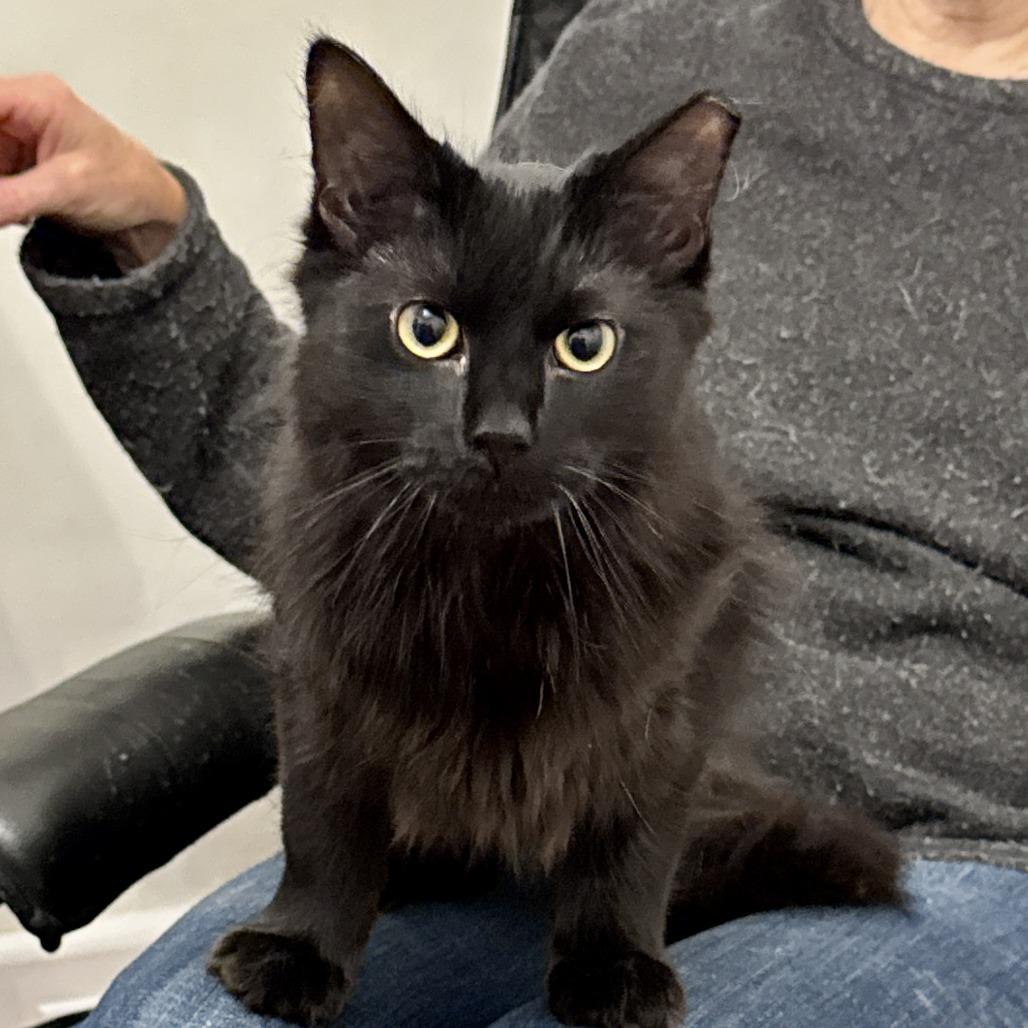 Enlarge Vegemite, a Adoptable Domestic Long Hair in Richmond, VA image 5/5