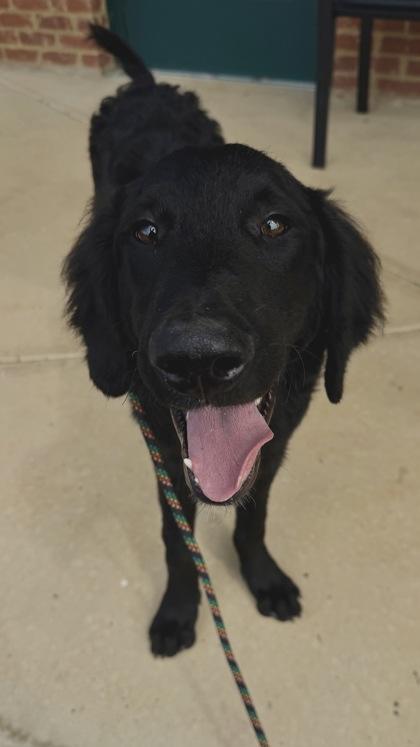 26-573 Cooper, Adoptable, Puppy Male Spaniel & Mixed Breed.
