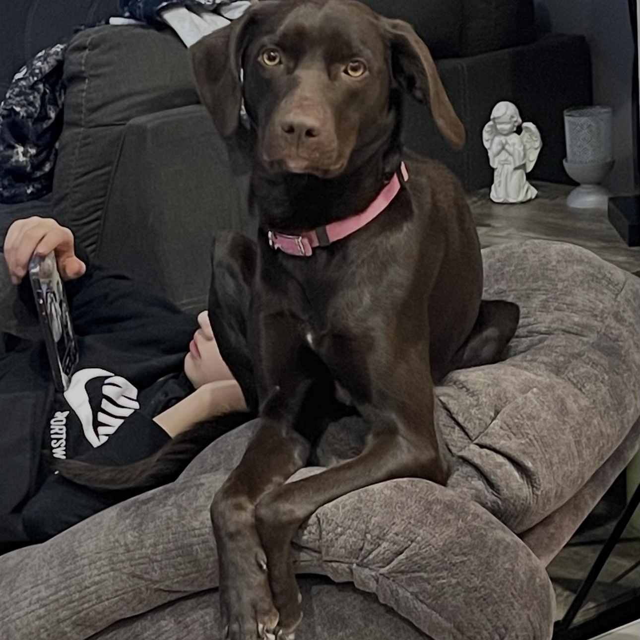 Bailey, adopted, Adult Female Chocolate Labrador Retriever & German Shorthaired Pointer.