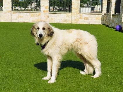 Koko, a Adoptable mixed breed in North Richland Hills, TX image 1/3