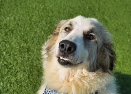 Koko, a Adoptable mixed breed in North Richland Hills, TX image 2/3