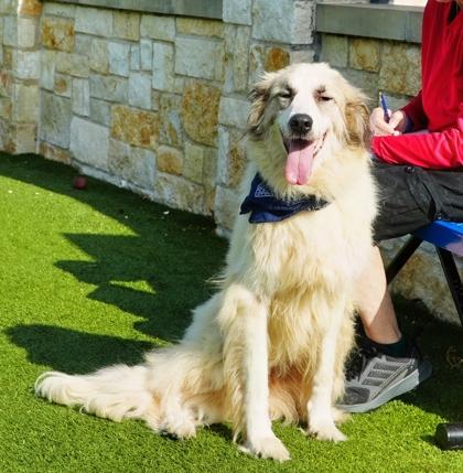 Koko, a Adoptable mixed breed in North Richland Hills, TX image 3/3