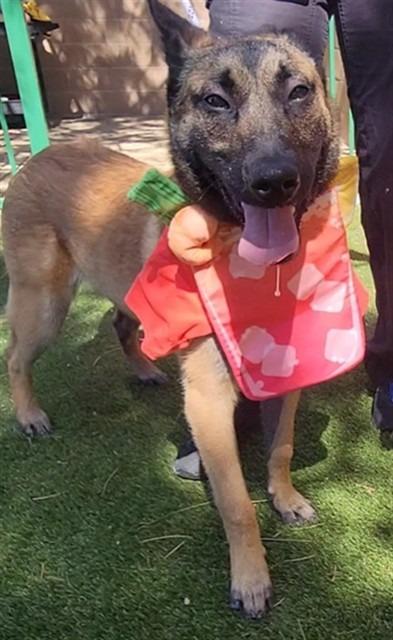 Darth Malinois, a Adoptable Shepherd in Reno, NV image 2/3