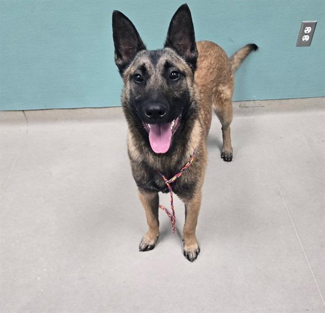 Darth Malinois, a Adoptable Shepherd in Reno, NV image 3/3