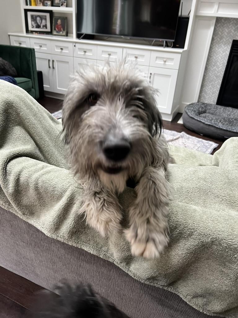 Enlarge Greta - Wolf hound mix goofy puppy, a ADOPTABLE mixed breed in Sammamish, WA image 4/4