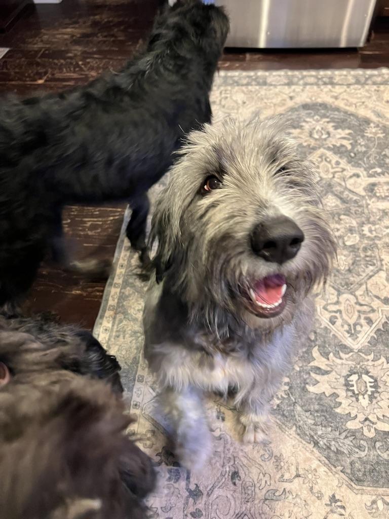 Enlarge Greta - Wolf hound mix goofy puppy, a ADOPTABLE mixed breed in Sammamish, WA image 1/4