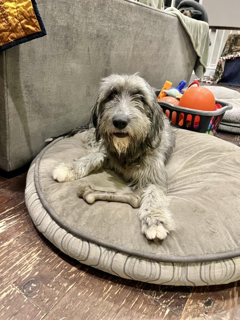 Enlarge Greta - Wolf hound mix goofy puppy, a ADOPTABLE mixed breed in Sammamish, WA image 2/4