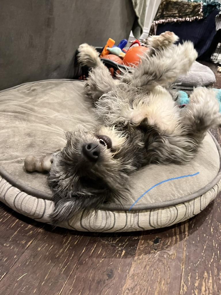 Enlarge Greta - Wolf hound mix goofy puppy, a ADOPTABLE mixed breed in Sammamish, WA image 3/4