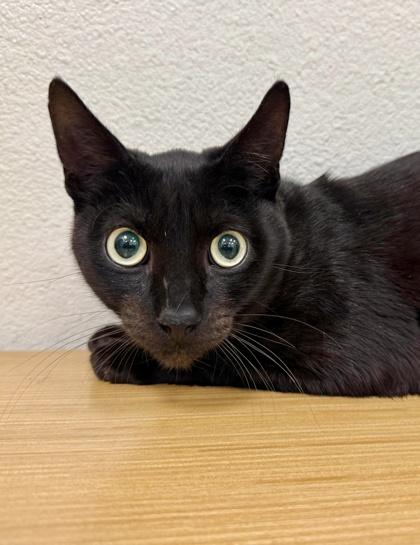 Enlarge Neutron, a Adoptable mixed breed in San Diego, CA image 1/3